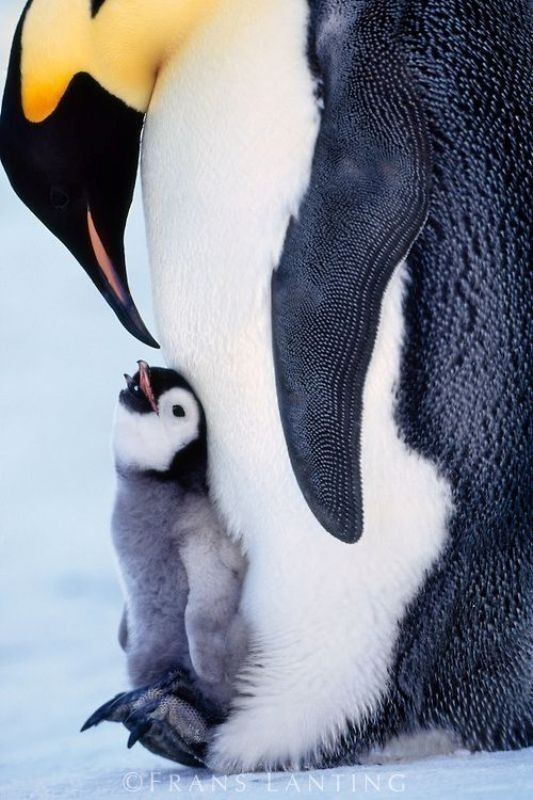 bellalilli161's tweet photo. Mother and baby ❤️

#wildlifephotography

#NaturePhotography https://t.co/FHV1gaVzJP