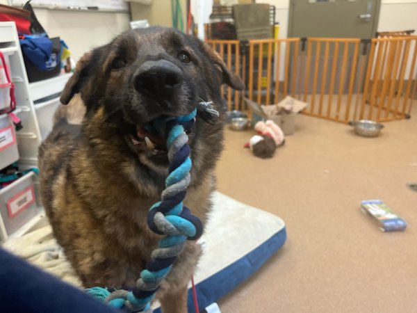 #Dog #Bridges_CCSTCA_01 If I choose you to toss my toy, then I love you.  https://t.co/OsZ2v75De0 https://t.co/8z5eqTdu1j