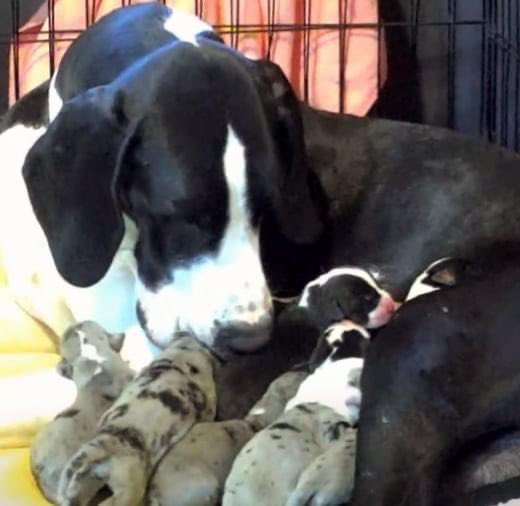 Capri loving up her puppies!! @servicedogproject @dogblessyou #exploreorg #servicedogproject #dogblessyou #servicedog #servicedogs #greatdaneservicedog #greatdane #greatdanesh #balance #balanceandmobility #balancedog #greatdanesofinstagram #gteatdanesofig#greatdanelove