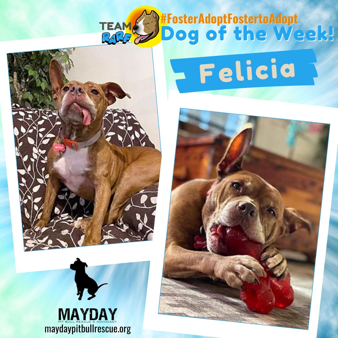 RARF_official's tweet photo. #WPMOYChallenge x Ryan
#adoptable Felicia from @maydaypitbull wants to be a part of your #retweet vote to help @RealLoganRyan win $25k for RARF!
 #adopt #foster #fostertoadopt #retweetthis https://t.co/F8U0dzVrwn