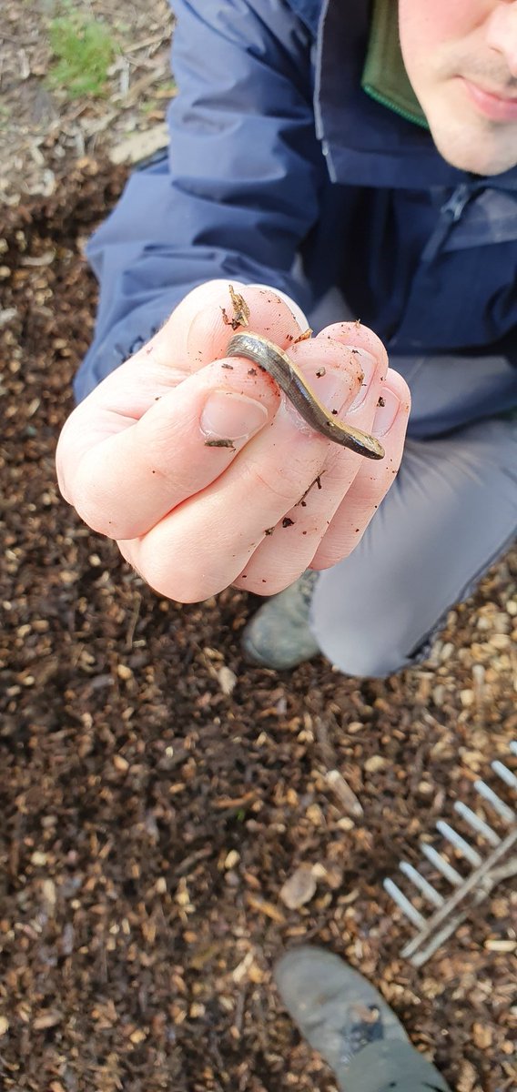 Jared Young tweet media