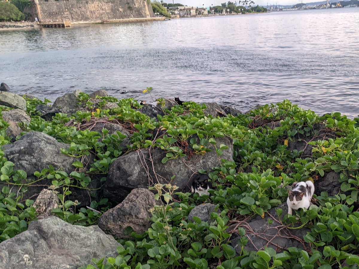 hoffridder's tweet photo. I like how there's just cats everywhere here https://t.co/rsv17lR9PH