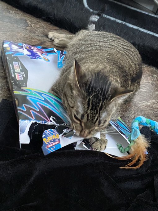 Maki was trying to fit in the card box but got mad cuz he couldn&rsquo;t https://t.co/V9Jxq4HhA7