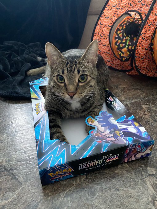 Maki was trying to fit in the card box but got mad cuz he couldn&rsquo;t https://t.co/V9Jxq4HhA7