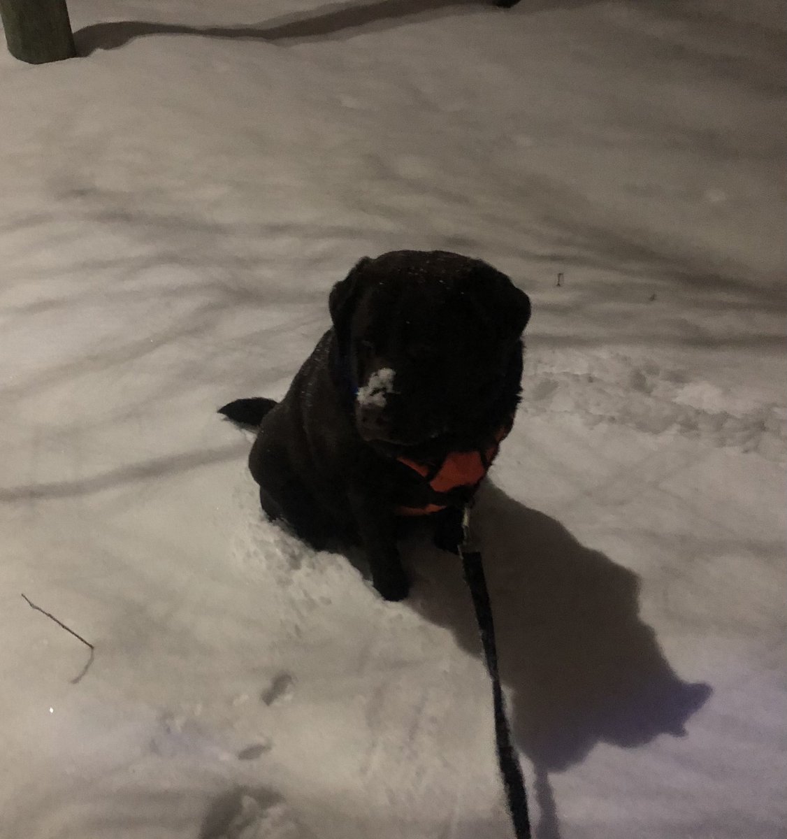 charlottmc's tweet photo. Gorgeous night, but Ed says he agreed to walkies, not a photoshoot. #astudyinbeauty #asnowynight❄️ #imnotlookingatyou #dogsofnewbrunswick @WilliamLSeymour https://t.co/vAC4LkCOKF
