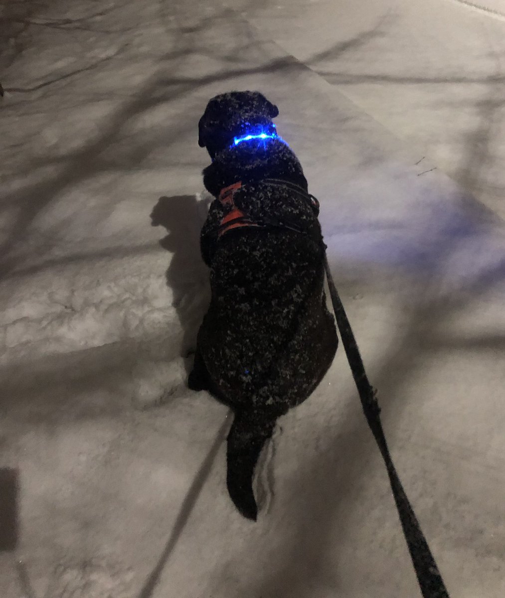 charlottmc's tweet photo. Gorgeous night, but Ed says he agreed to walkies, not a photoshoot. #astudyinbeauty #asnowynight❄️ #imnotlookingatyou #dogsofnewbrunswick @WilliamLSeymour https://t.co/vAC4LkCOKF