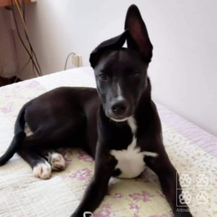 Amigos, seguimos buscando a Rocco
Perdido el 6 de diciembre en el Roosvelt.
Hace días que no tenemos pistas 😔
En caso de verlo, por favor avisar e intentar no perderlo de vista.
094741746 - 098943690
Por favor compartir!
Gracias!