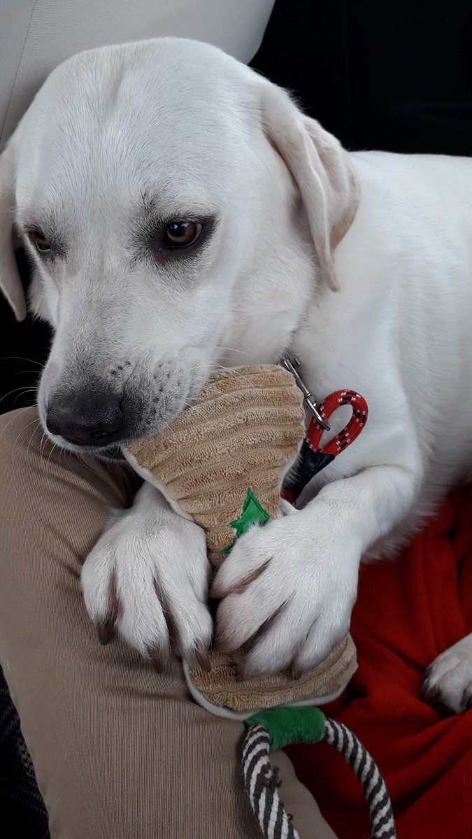 <a href="/sarah_cawood/">Sarah Cawood</a>  This is the beautiful Wilma she was rescued from a Chinese butcher by <a href="/great_bulls/">Great Bulls of China</a> and bought to U.K. where she was adopted by my lovely friends Lin and Mick Cotton please can you RT this lovely small rescue x Thankyou x