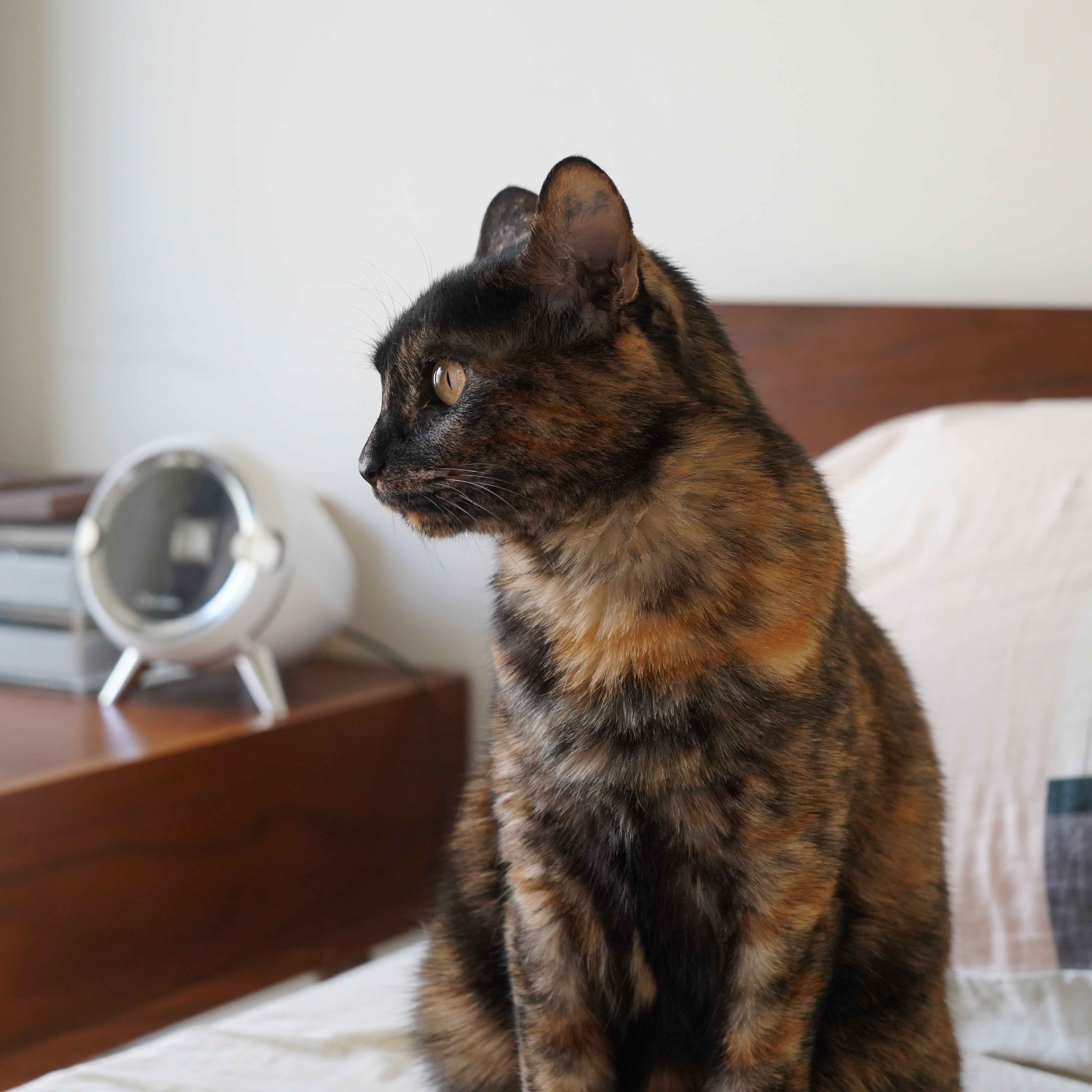 真は錆猫が好き 初めまして。 錆柄猫はヤンチャです。がとっても