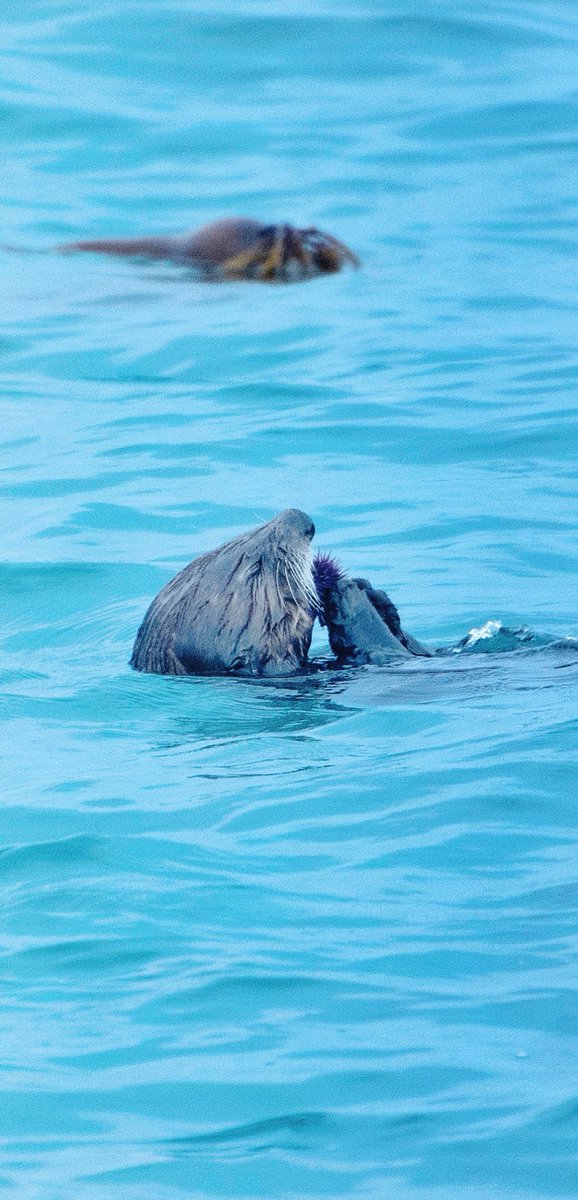 hootadilly's tweet photo. Sprinkling your timelines with southern sea otters 💕💕💕 #seaotters #california https://t.co/rrEPfBhTF9