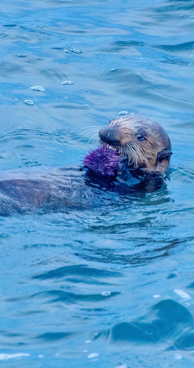 hootadilly's tweet photo. Sprinkling your timelines with southern sea otters 💕💕💕 #seaotters #california https://t.co/rrEPfBhTF9