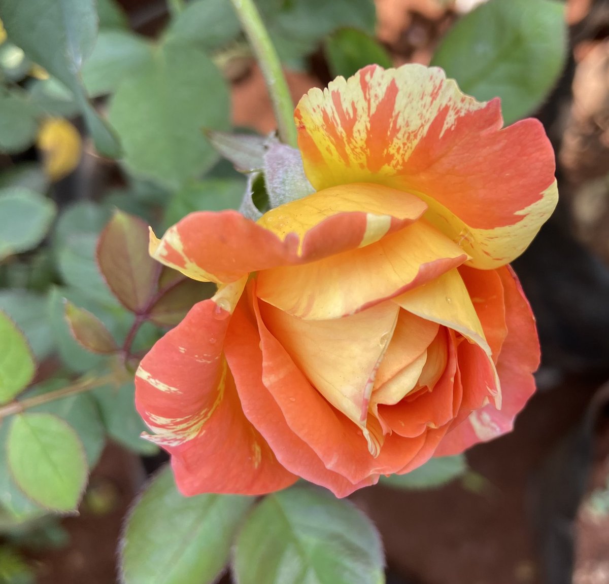 To make difference in someone’s life, you just have to care :)
#RoseWednesday