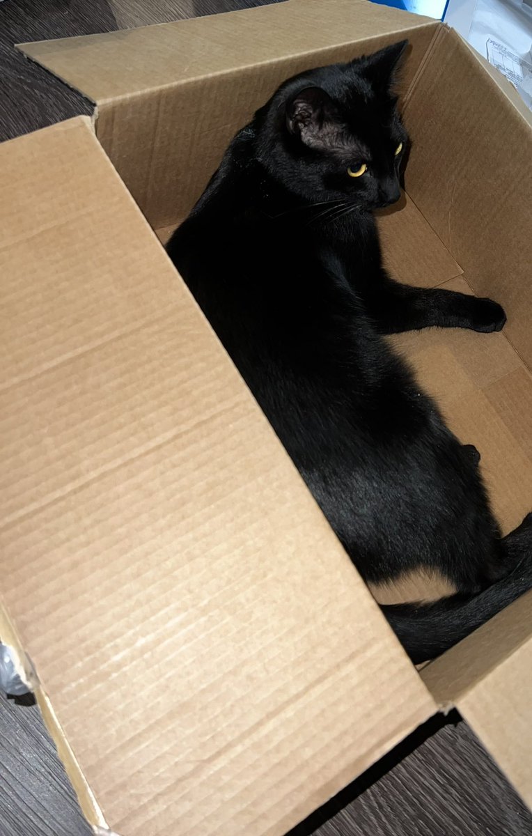 iamspookley's tweet photo. i am spookley!
i am box boy https://t.co/F5v4psypeg