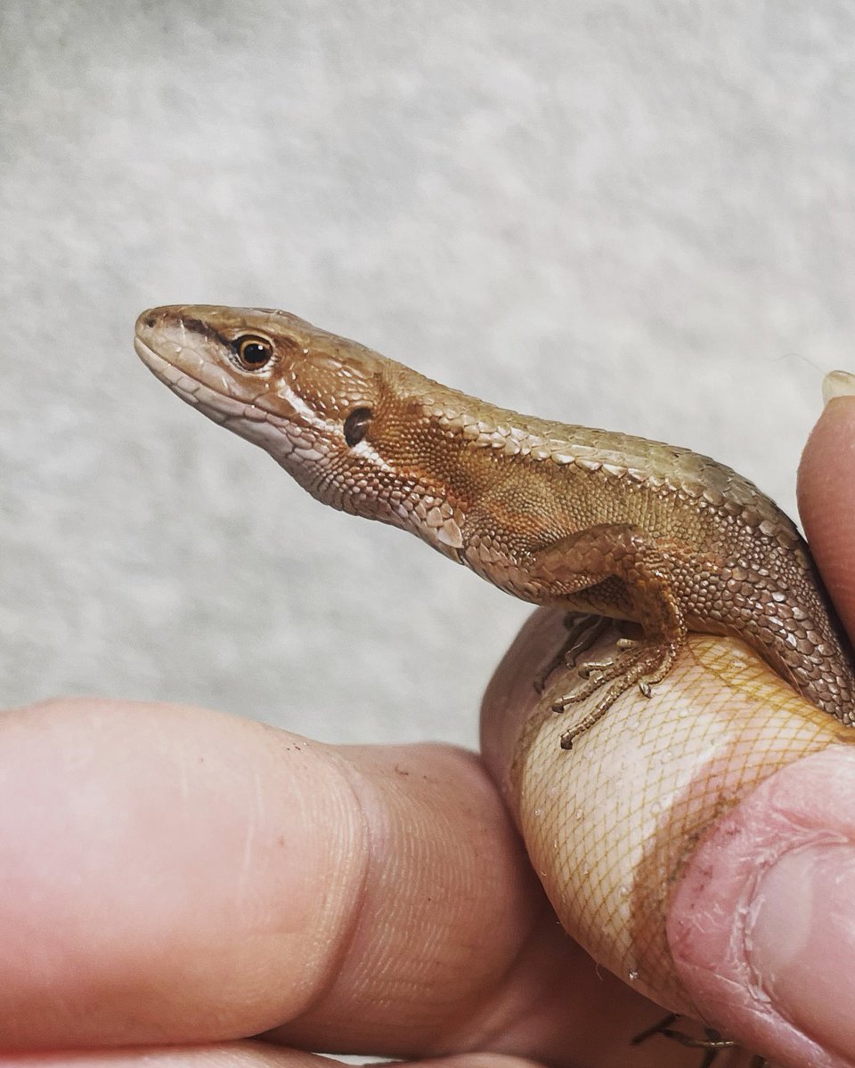 トロピカル ジェム スタッフ Tgem Staff2 Twitter