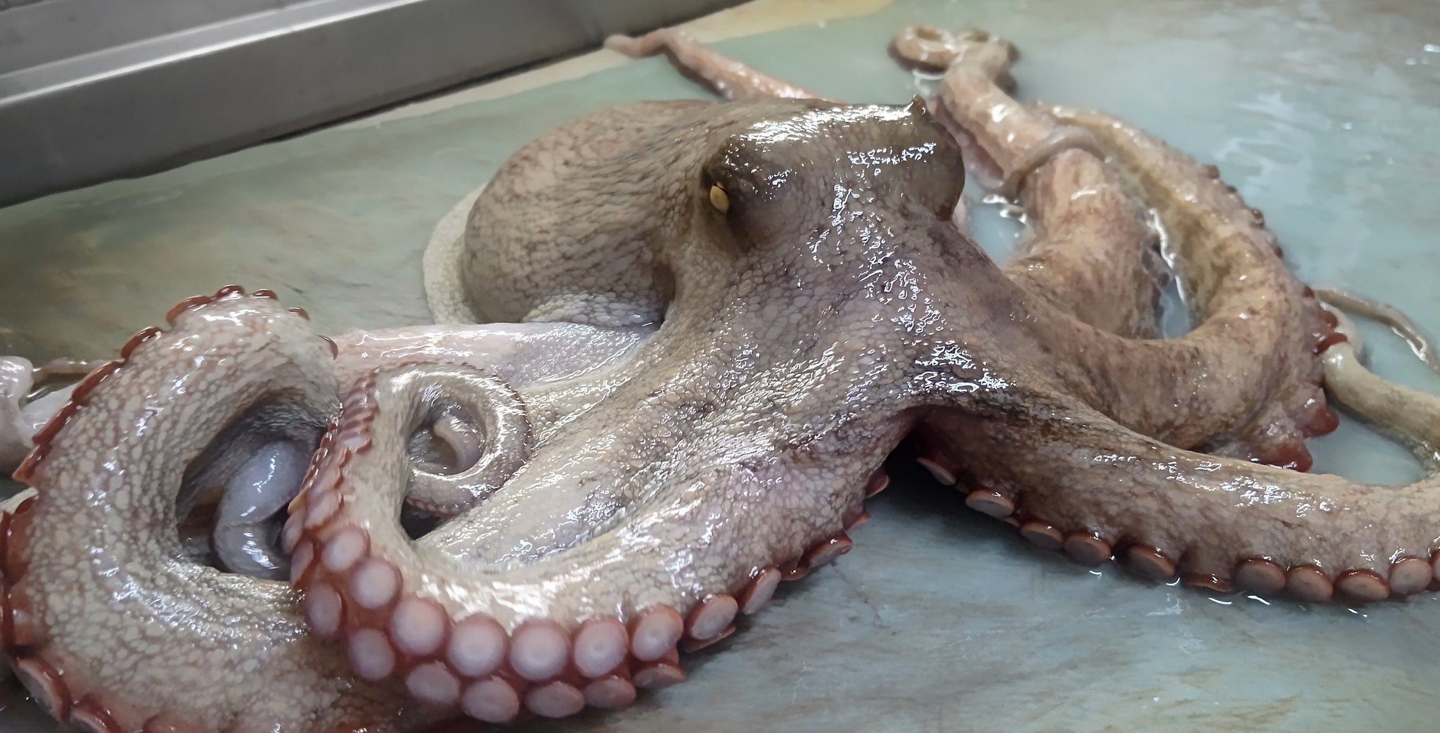 練馬 丸川水産 タコ タコ 国産活蛸 ゆでたてタコ 多幸 酢の物やマリネ等にもいいね Octopus Poulpe 練馬魚屋 丸川水産 T Co X8y6gvegsk Twitter