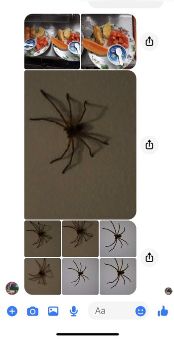 執拗に蜘蛛の写真を送ってくれるニッサンカ(私が虫好きだから…) 