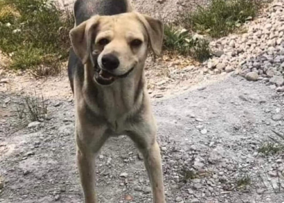 DonPingarria's tweet photo. Perro antinarcóticos confirma que sí, era una broma. #MarcoperiAntonio https://t.co/IpZVz1DEzL