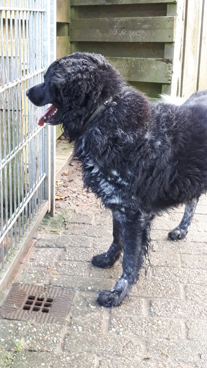 René Perdok 🐾Perdoggy🐇 BFA Groningen 🐔 tweet media