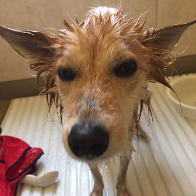 ツヤツヤ毛並みの 犬ドーナツ に変身 ガリガリだった保護犬が美しく成長 殺処分無くなってほしい 飼い主さんの想い 2ページ目 Eltha エルザ