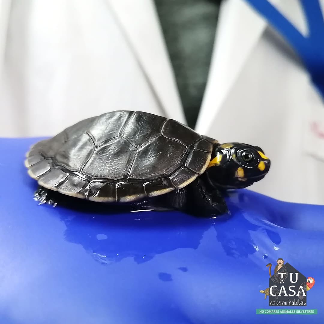 GEPE_ecuador's tweet photo. El tráfico y comercialización ilegal de fauna silvestre causa graves consecuencias: pérdida de biodiversidad, extinción de especies, diseminación de enfermedades zoonóticas, entre otros. 

¡No compres animales silvestres! https://t.co/BrAva2vY4v
