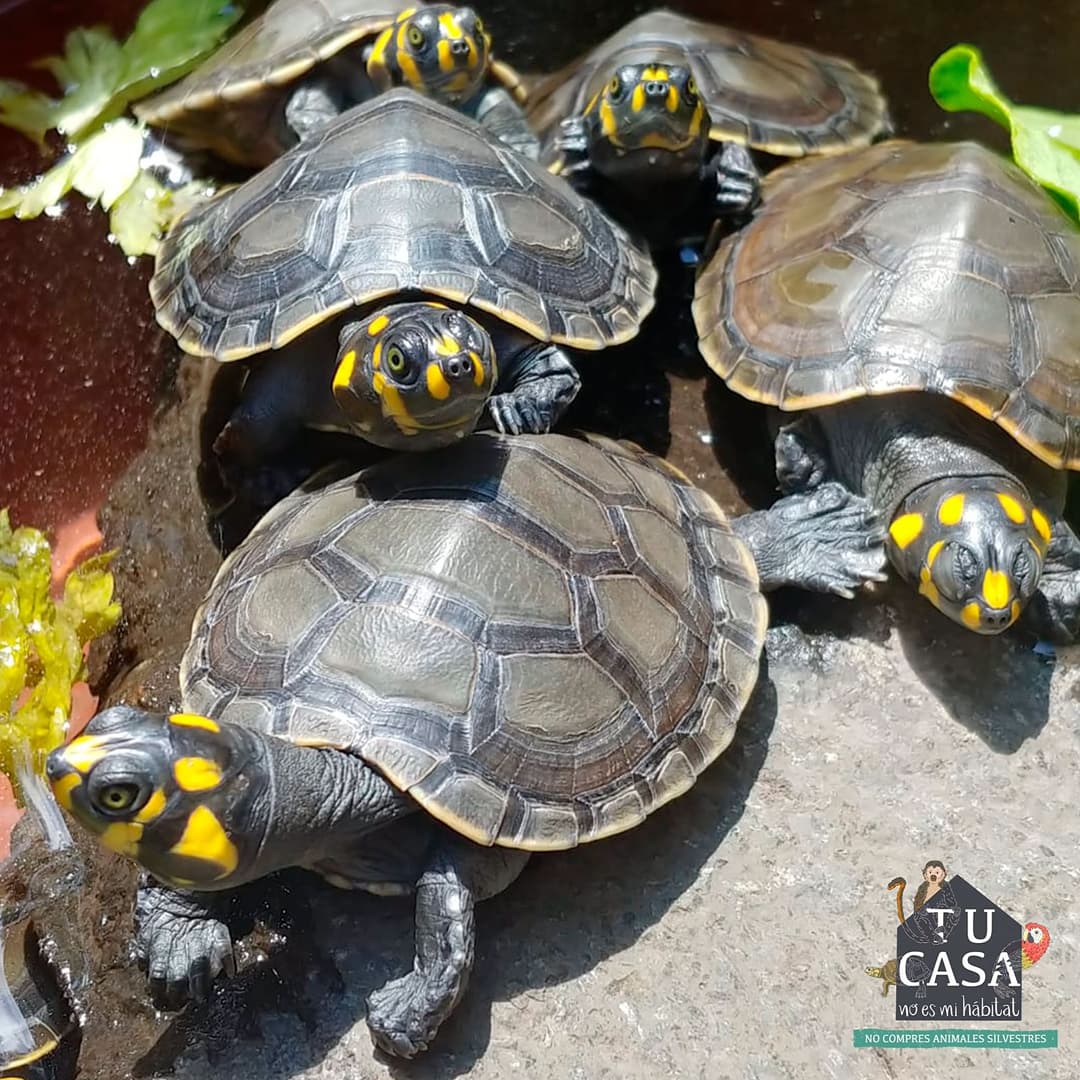 GEPE_ecuador's tweet photo. El tráfico y comercialización ilegal de fauna silvestre causa graves consecuencias: pérdida de biodiversidad, extinción de especies, diseminación de enfermedades zoonóticas, entre otros. 

¡No compres animales silvestres! https://t.co/BrAva2vY4v