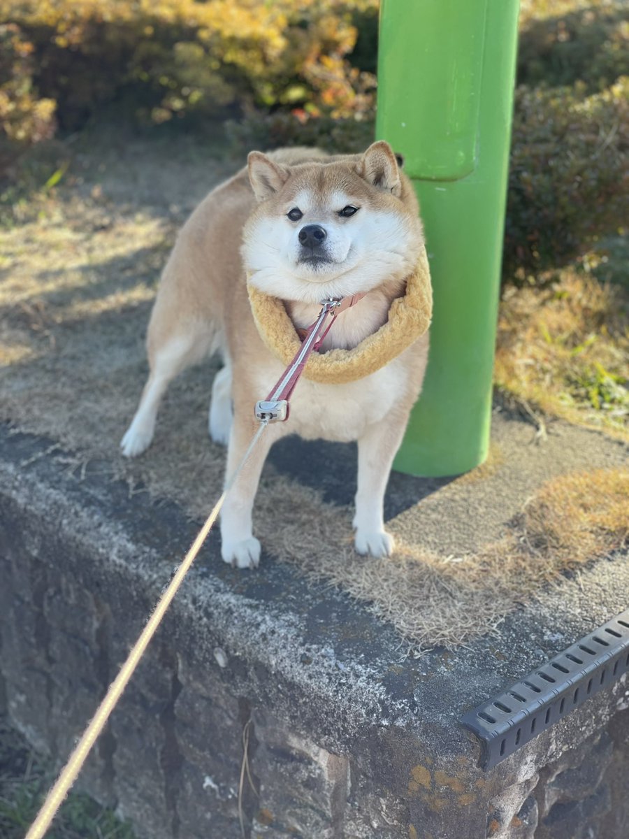 87shiba87's tweet photo. いやよぉー https://t.co/CvEu9m8hx8