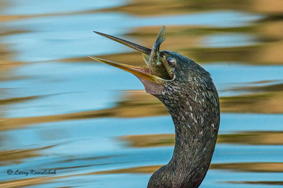 RohitMor_1's tweet photo. Fishing in Florida #anhinga #NaturePhotography #Florida #TwitterNatureCommunity #birdwatching https://t.co/58AUn2s7Do
