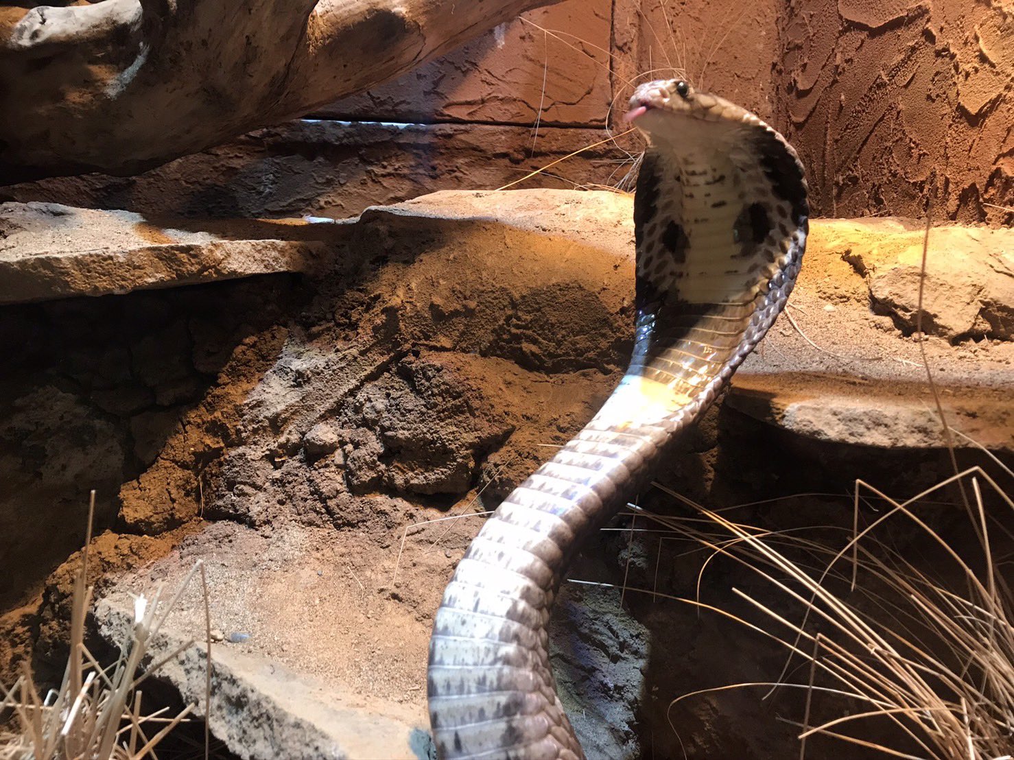 白輪剛史 コブラは普段はフードを閉じています 時々 スイッチが入ると このような姿を見ることができます Izooは年末年始も普通に開園しています 私も年末年始はizooにいる予定です お気軽にお声がけください Izoo ヘビ 爬虫類 コブラ