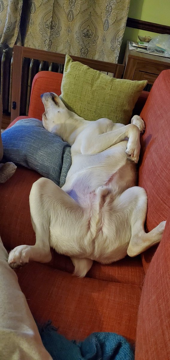 ruminatingtrex's tweet photo. @garywinter_dog Clark likes your style Gary; all bellies need rubs https://t.co/WueBMCO7yh