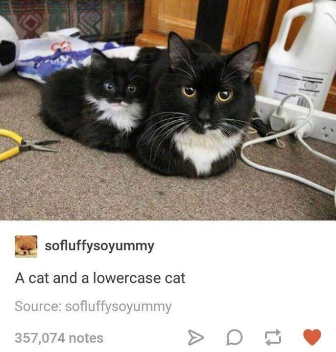 настоящих кошек. новорожденные котята. маленький кот мем. маленький кот мем. сиамские котята.