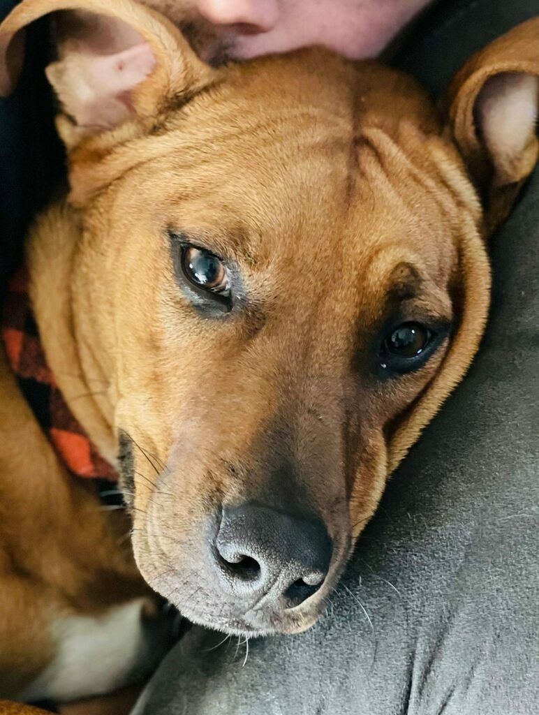 LostDogsIL's tweet photo. Home at last! Winston - Beagle/Labrador Retrieve from #StJacob #IL is home safe & sound. Missing 12/24/2021. Reunited 12/28/2021. Welcome home, Winston! https://t.co/hYujfIfLhF