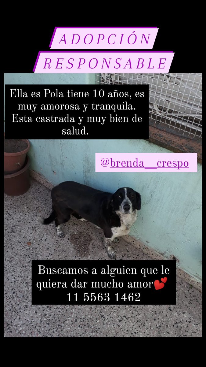 malelzno's tweet photo. Buscamos #AdopcionResponsable  para esta perrita súper amorosa y tranquila que se llama Pola y tiene 10 años Esta castrada! PORFAVOR necesitamos que difundan esto así le conseguimos un hogar. Cualquier duda 11 5563 1462 o en Instagram brenda__crespo Gracias 💕
#Adopcion https://t.co/KBzZ3JzMg2