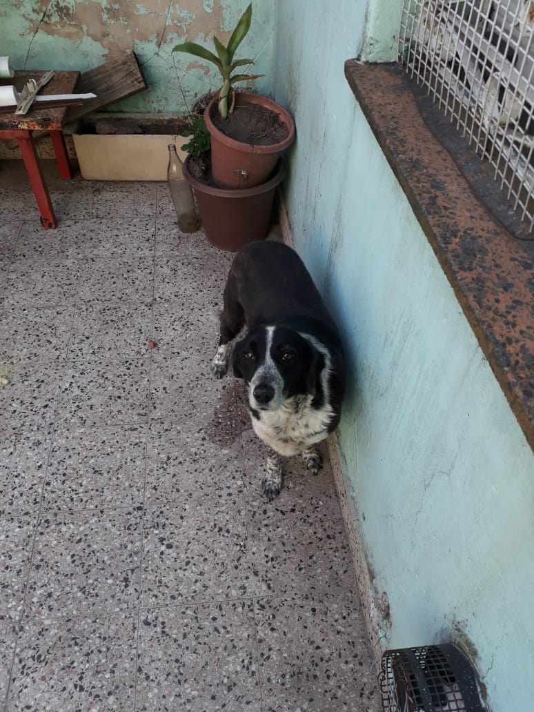 malelzno's tweet photo. Buscamos #AdopcionResponsable  para esta perrita súper amorosa y tranquila que se llama Pola y tiene 10 años Esta castrada! PORFAVOR necesitamos que difundan esto así le conseguimos un hogar. Cualquier duda 11 5563 1462 o en Instagram brenda__crespo Gracias 💕
#Adopcion https://t.co/KBzZ3JzMg2
