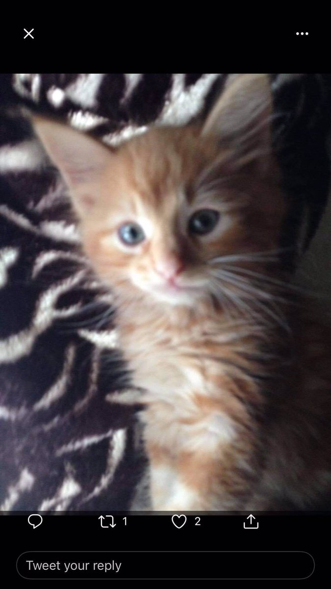 My brofur Pumpkin when he was a baby. We are pals. ❤️❤️❤️