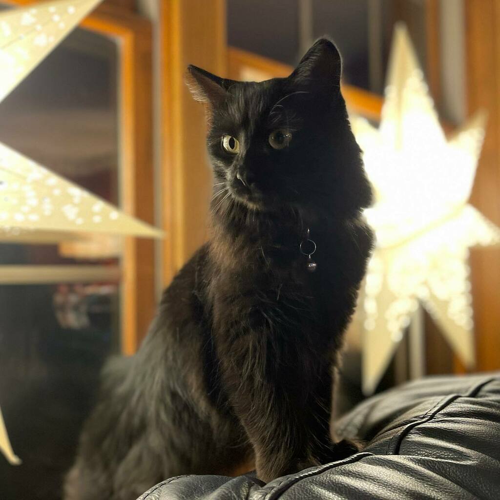 Holiday kitten glow ⭐️💖 instagr.am/p/CYDAe9Ql1KV/