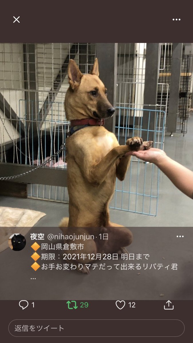 11111totoko's tweet photo. 岡山県倉敷市に収容中の
リバティ君
期限が延び来年の1月12日（木）まで

こんな賢く可愛い子を
野良犬から最後は命を無くしてしまう

悲しい人生を救ってあ���て下さい⭐️💫

父と暮らしていなかったら
他県だろうと絶対飼ってあげるのに

どうか宜しくお願いします🤲

#岡山県　#倉敷市　#犬 https://t.co/hCAkSPEW8g