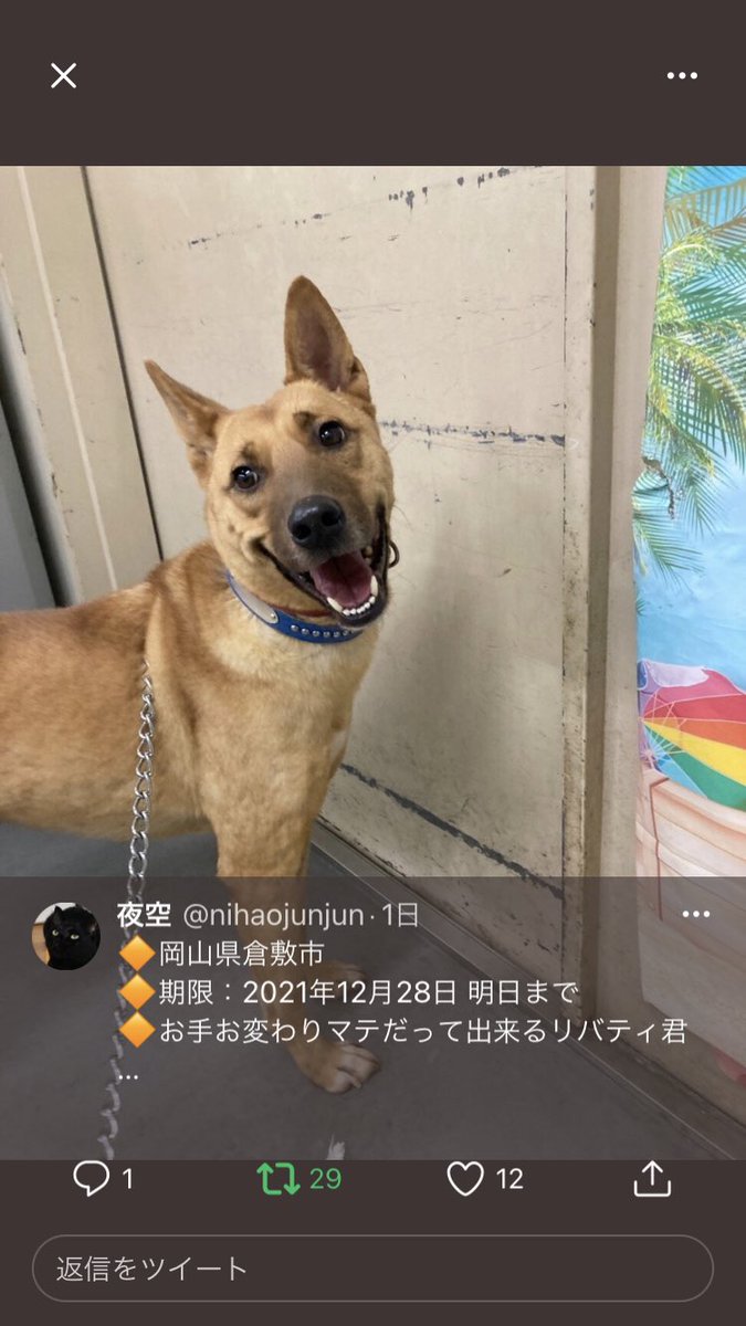 11111totoko's tweet photo. 岡山県倉敷市に収容中の
リバティ君
期限が延び来年の1月12日（木）まで

こんな賢く可愛い子を
野良犬から最後は命を無くしてしまう

悲しい人生を救ってあ���て下さい⭐️💫

父と暮らしていなかったら
他県だろうと絶対飼ってあげるのに

どうか宜しくお願いします🤲

#岡山県　#倉敷市　#犬 https://t.co/hCAkSPEW8g
