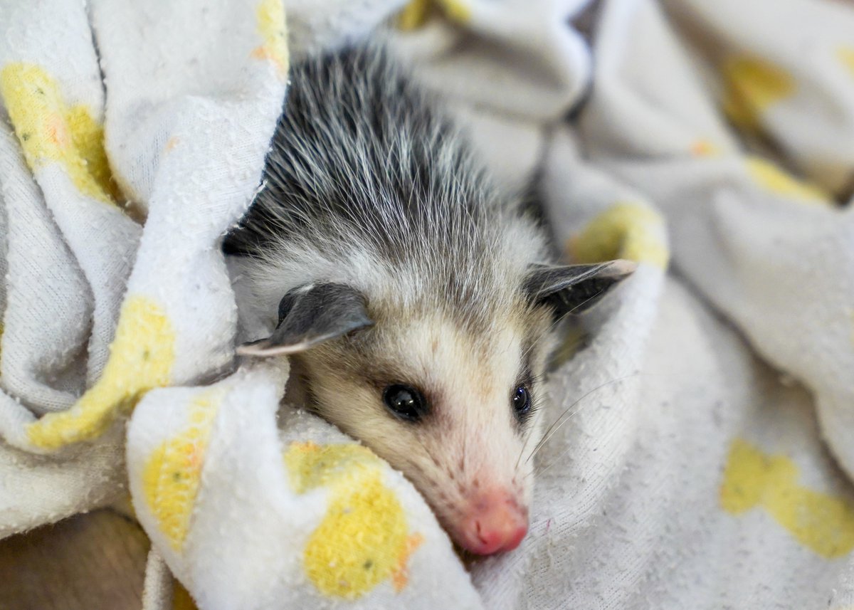San Diego Humane Society tweet media
