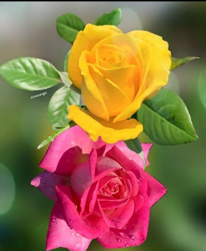 Premendrasahu32's tweet photo. @BrijeshDubeyy @ChhaviM64961343 जय श्री राम https://t.co/rrSid932Ha
