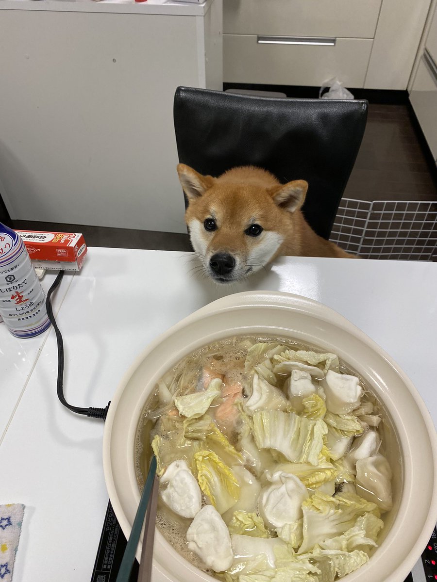 shibainukojirou's tweet photo. 鍋を待つこっちゃん😍😍 https://t.co/1n0tZArEk9