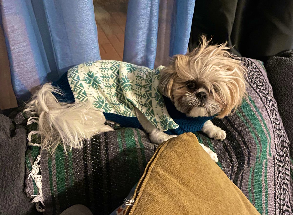 sumthack's tweet photo. Even my dog is over the week in between Christmas and New Years. He’s refusing a hairbrush. Definitely my spirit animal. #goWilson https://t.co/HDQz7AAg2T