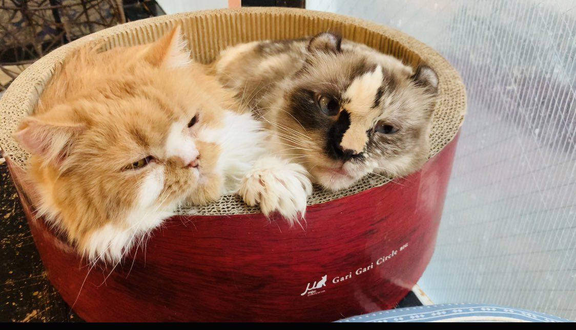 神戸 猫カフェねこまみれ Mscwfai7rcybnw0 Twitter