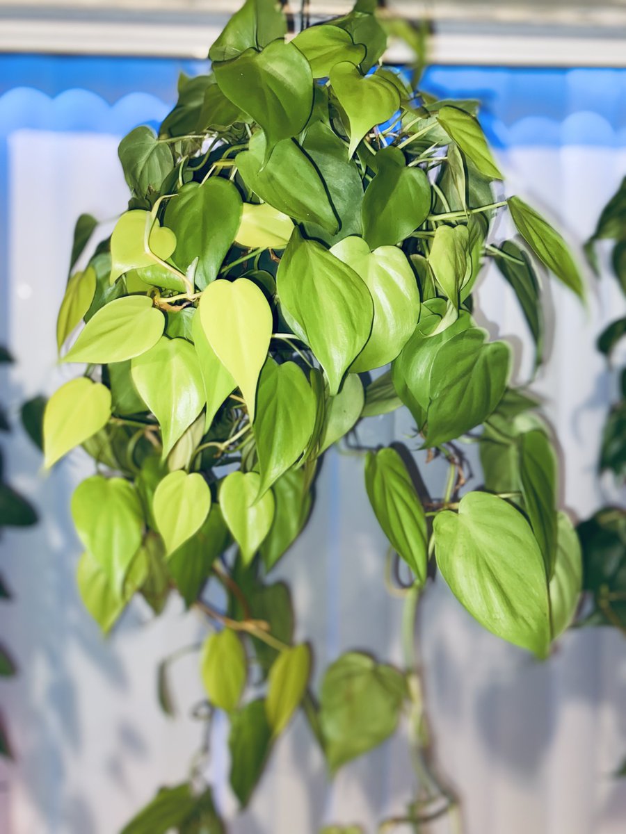 kim_tavarez2's tweet photo. 🪴Lemon Lime Philodendron
#TrailingTuesday https://t.co/9Ub0mn7CtI