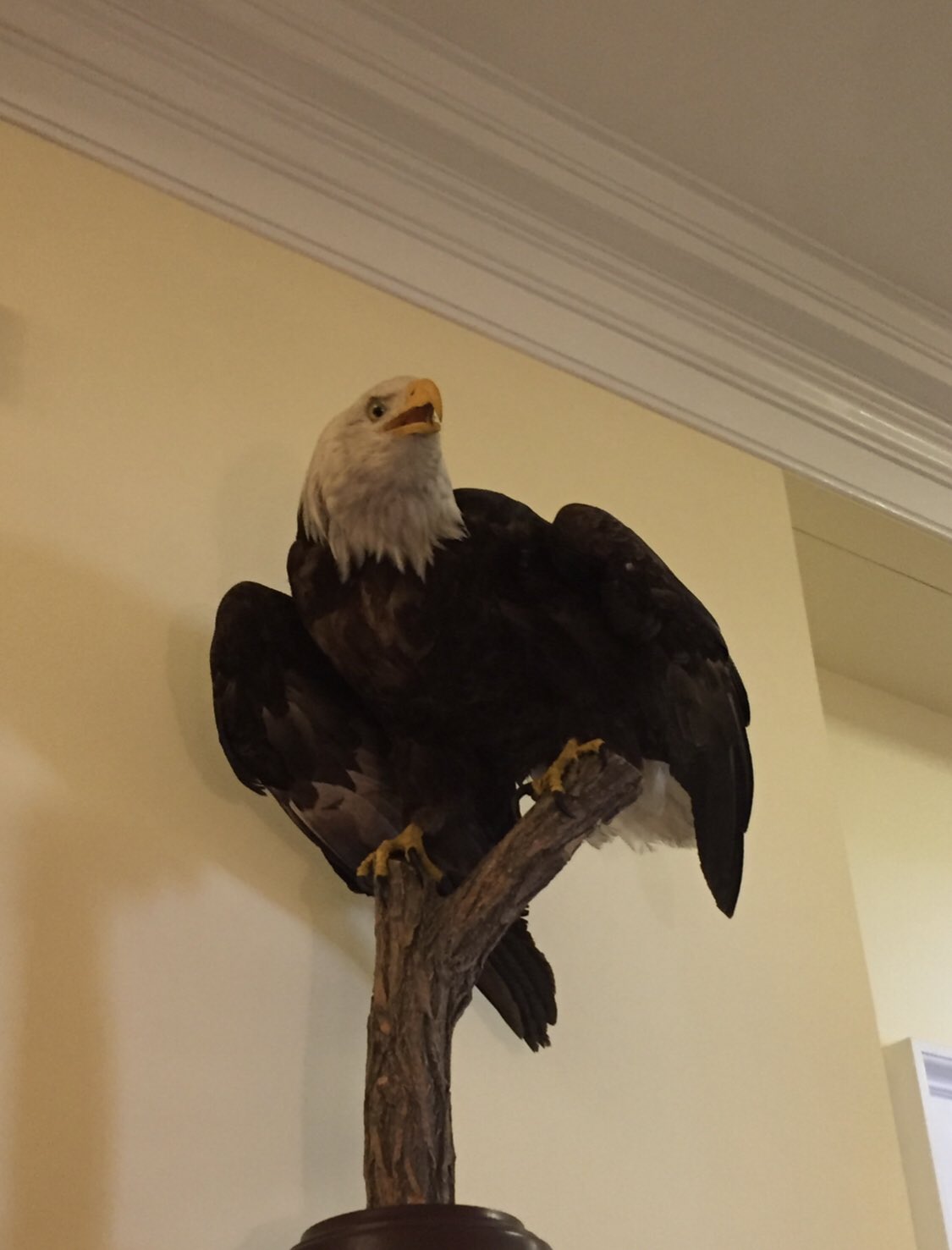 Stuffed best sale bald eagle