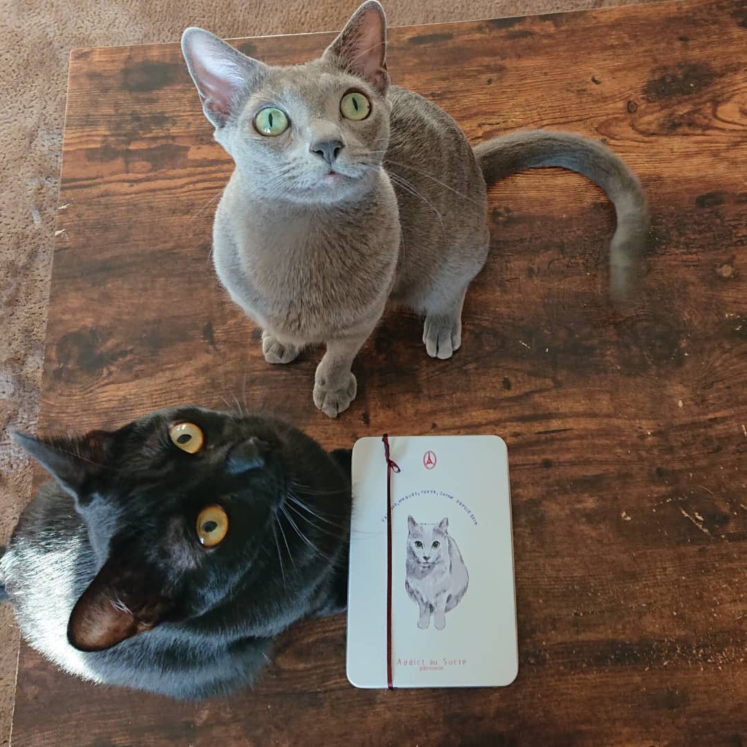 koppychan's tweet photo. 目黒にあるおしゃれな洋菓子屋さんアディクトオシュクルの猫缶😻😻💓
パティスリーオーナーさんの愛猫ちゃんロシアンブルーをモチーフにデザインされているそうです🤗
#アディクトオシュクル #addictausucre
#ロシアンブルー #黒猫 #黒猫まみれ https://t.co/S41KkyMZY1