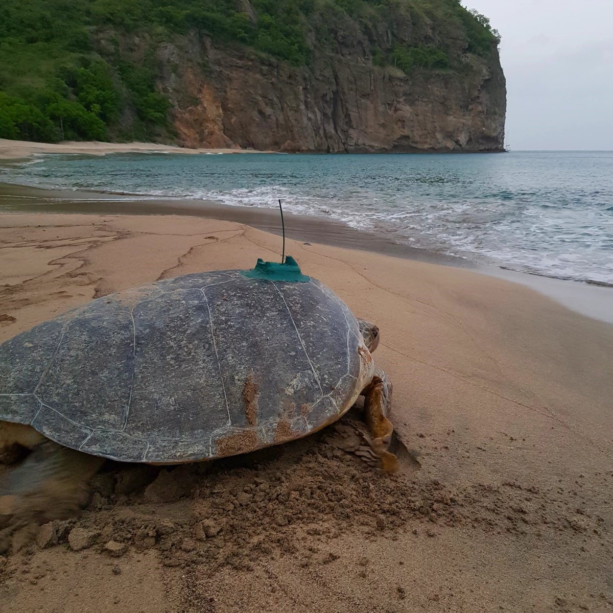 Biodiversity Challenge Funds (@ukbcfs) on Twitter photo Getting down to action for the #MarineTurtles of #Montserrat with <a href="/UniofExeter/">University of Exeter</a> & <a href="/mcsuk/">Marine Conservation Society</a> 🐢
In the final #newsletter of 2021, find out how mapping movements of marine turtles around Montserrat will provide evidence for managing important #ProtectedAreas
bit.ly/3J8j3D6 Getting down to action for the #MarineTurtles of #Montserrat with <a href="/UniofExeter/">University of Exeter</a> & <a href="/mcsuk/">Marine Conservation Society</a> 🐢
In the final #newsletter of 2021, find out how mapping movements of marine turtles around Montserrat will provide evidence for managing important #ProtectedAreas
bit.ly/3J8j3D6