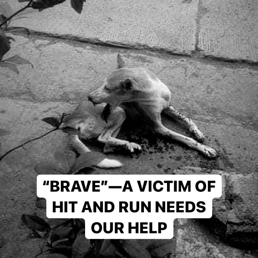 BarbyGregorio's tweet photo. Knocking on your hearts for some donation to save this hit and run victim, Brave.

She is an Aspin that endured fractures on the leg, upper and lower jaw, and a sliced tongue for 5 DAYS before help came. https://t.co/lIBj86ehOm