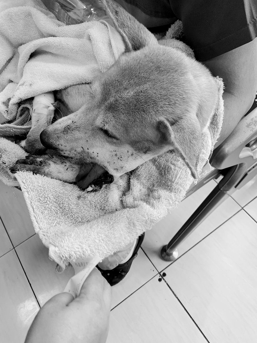 BarbyGregorio's tweet photo. Knocking on your hearts for some donation to save this hit and run victim, Brave.

She is an Aspin that endured fractures on the leg, upper and lower jaw, and a sliced tongue for 5 DAYS before help came. https://t.co/lIBj86ehOm