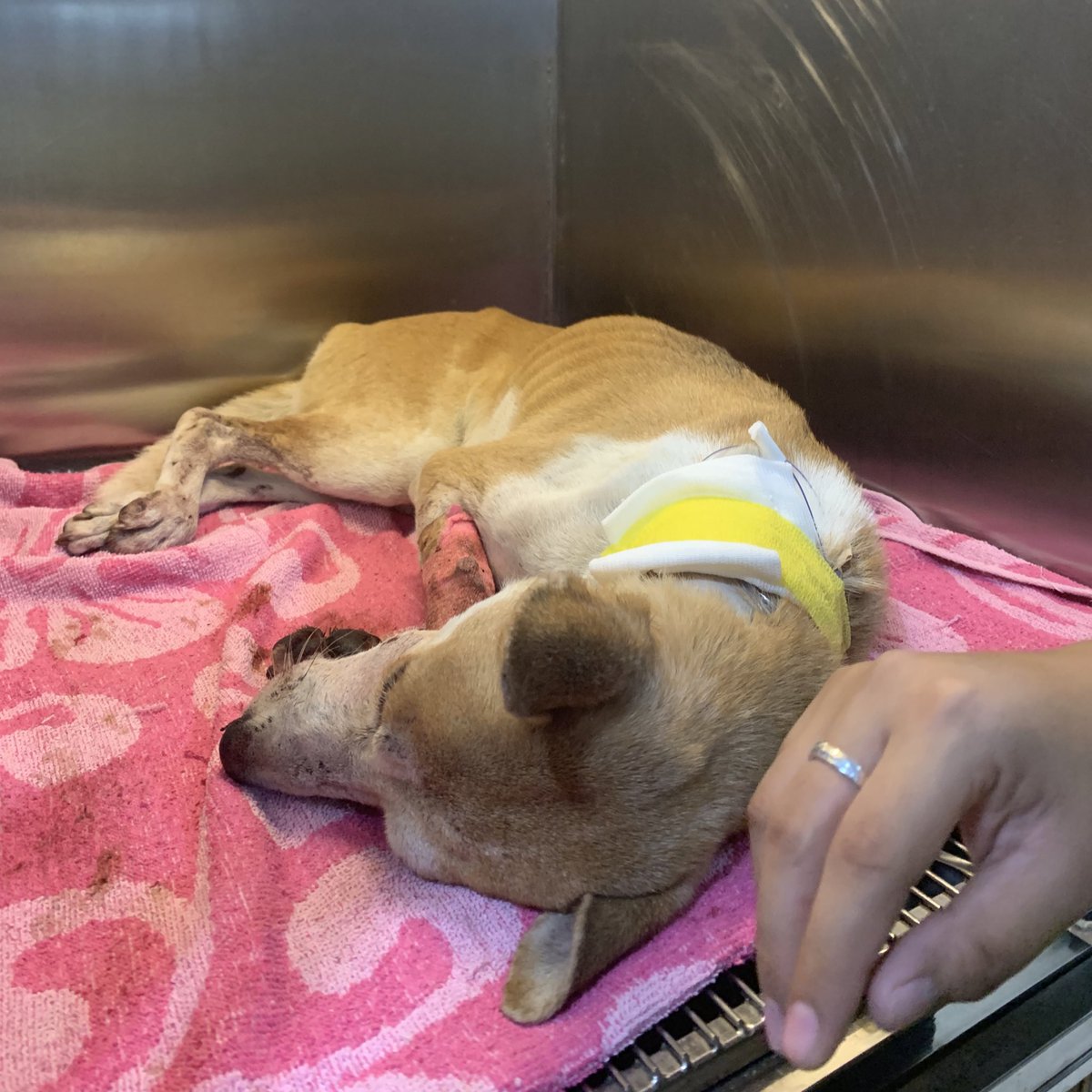BarbyGregorio's tweet photo. Knocking on your hearts for some donation to save this hit and run victim, Brave.

She is an Aspin that endured fractures on the leg, upper and lower jaw, and a sliced tongue for 5 DAYS before help came. https://t.co/lIBj86ehOm