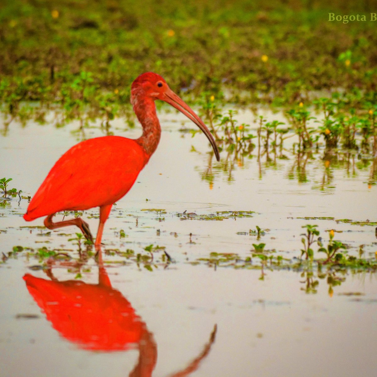 oswaldoaves's tweet photo. La orinoquia siempre te recibe con este ángel escarlata... 
un tierno Ibis escarlata (Eudocimus ruber) .... 

❤️❤️❤️❤️❤️❤️❤️❤️❤️❤️❤️❤️❤️❤️❤️ https://t.co/aQJUJ5EVcq